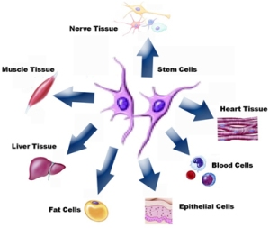 cord blood banking cyprus placenta cord banking fee
